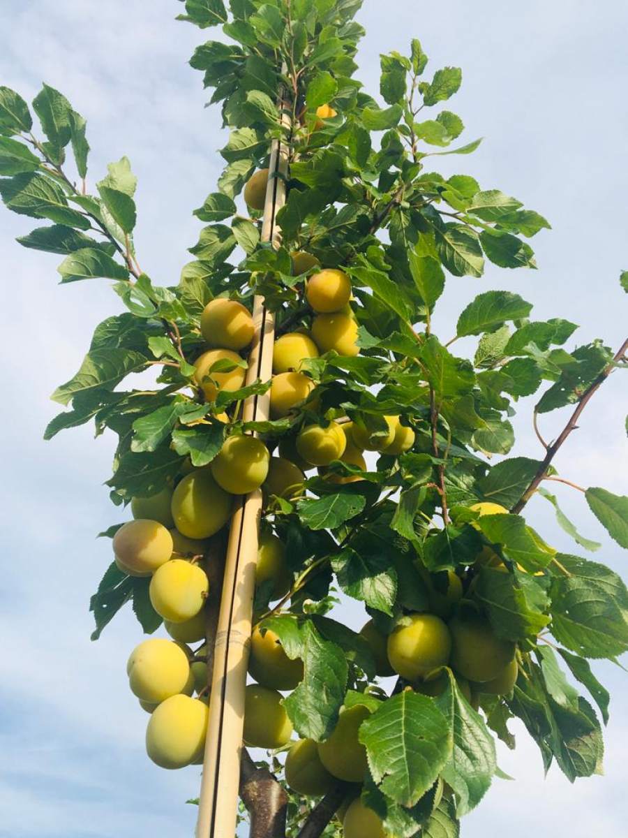 Pflaume: Gelbe Pflaume Rheingold