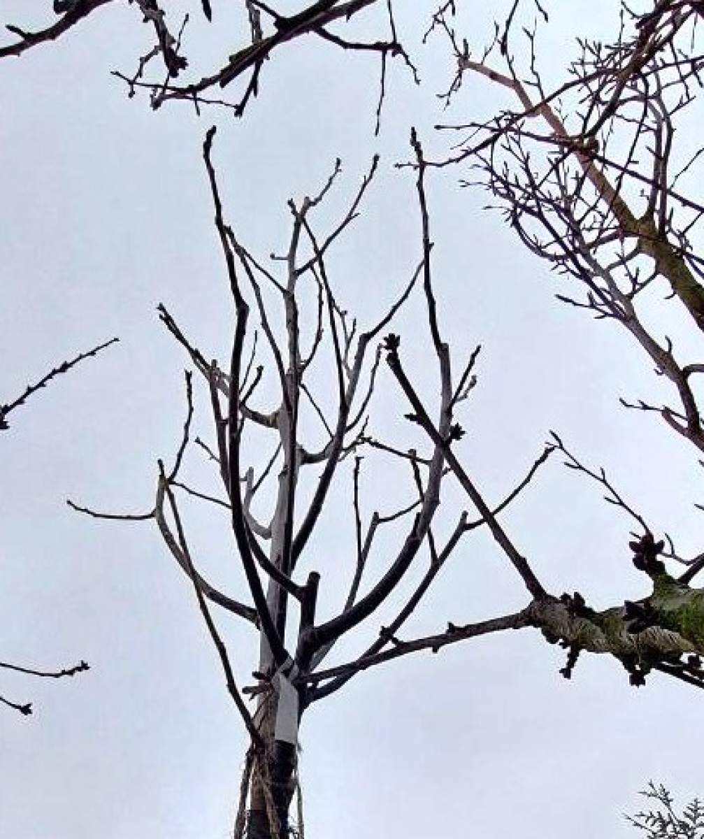 Veredelte Walnuss - Hochstamm