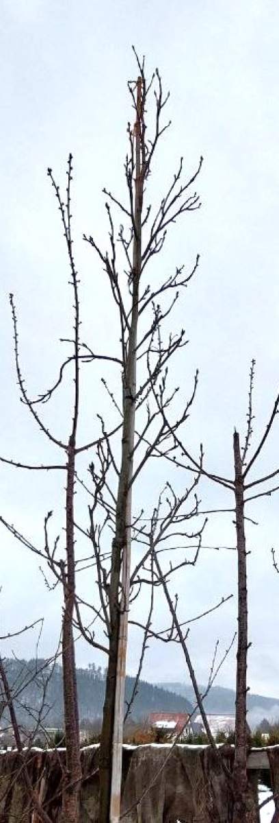 Säulen-Amberbaum - Hochstamm