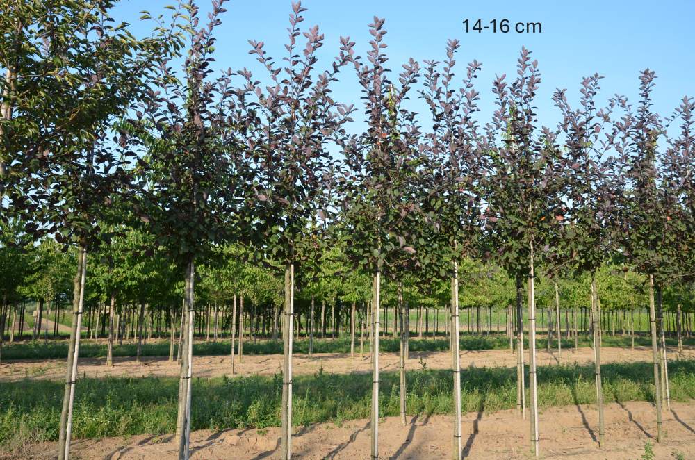 Traubenkirsche: Rosa Traubenkirsche