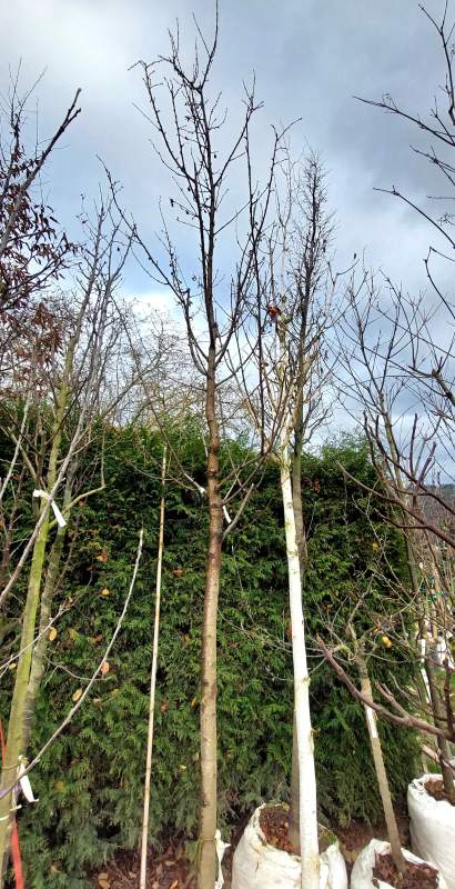 Mandel: Robijn - Hochstamm