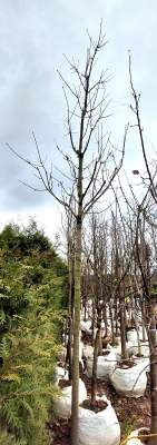 Spitzahorn - Hochstamm