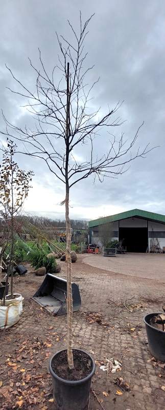 Judasbaum: Rotlaubiger Judasbaum - Hochstamm