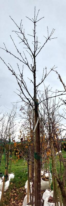 Süßkirsche Große Prinzessinkirsche - Hochstamm