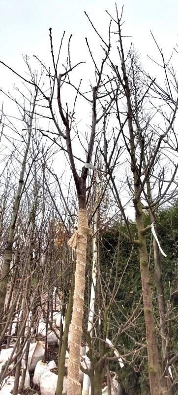 Süßkirsche Hedelfinger Riesenkirsche - Hochstamm