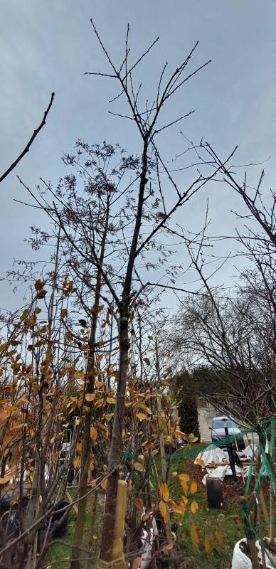 Süßkirsche Große Prinzessinkirsche - Halbstamm