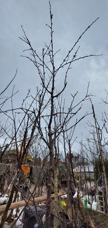 Süßkirsche Kassins Frühe Herzkirsche - Hochstamm