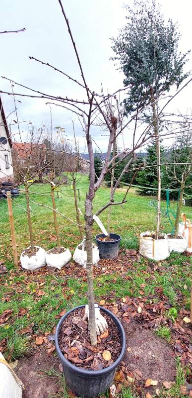 Süßkirsche Burlat - Halbstamm