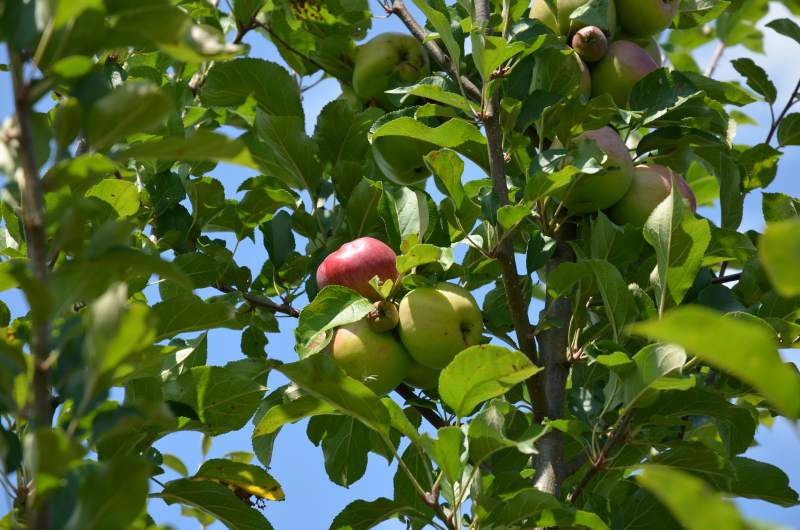 Apfel: Berner Rosenapfel