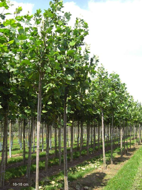 Tulpenbaum