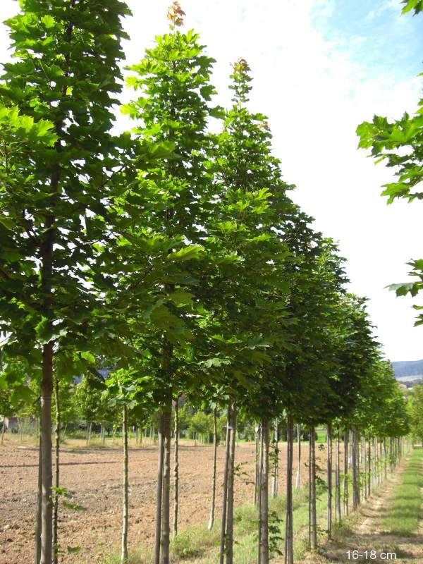 Baum als Säulenform und Pyramidenform pflanzen