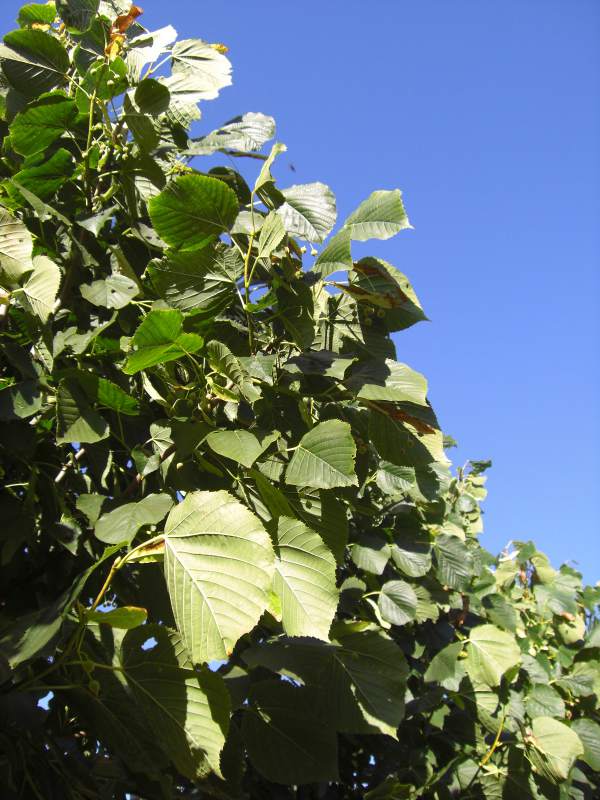 Bäume dritter Ordnung kaufen, Ersatzpflanzung