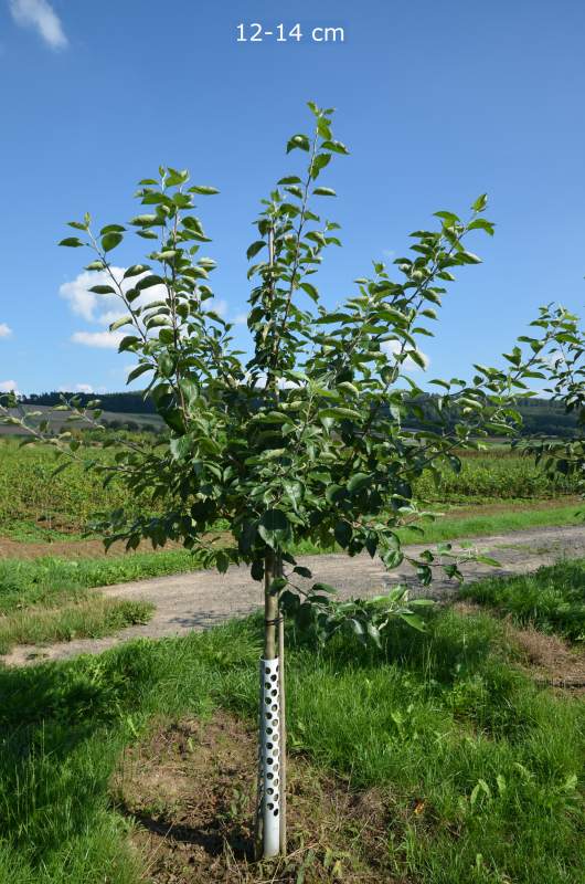 Apfelbaum Roter Boskoop großer Baum kaufen