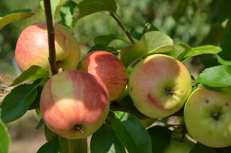 alte Apfelsorten die bereits Früchte tragen