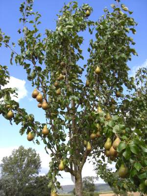 großen Birnenbaum mit Früchten und nach Hause liefern lassen