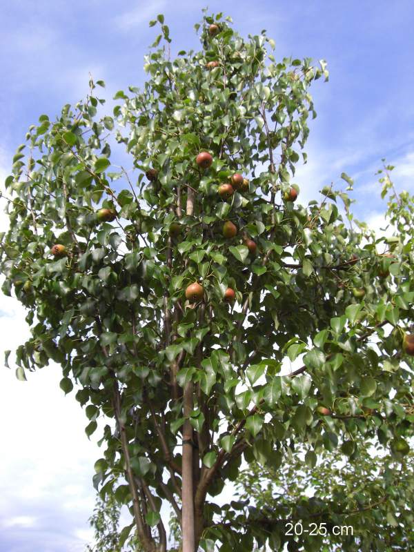 Rote Williams Christ Birne Herbstbirne Birnenbaum Buschbaum Halbstamm Hochstamm