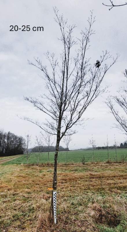 Chinesischer Blumenhartriegel - Hochstamm