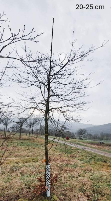 Pazifischer Blütenhartriegel North Star - Hochstamm