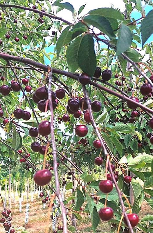 Sauerkirsche: Heimanns Rubinweichsel