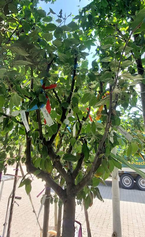 Apfel: Mehrsortenbaum - Alkmene - Elstar - Holsteiner Cox