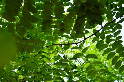 Schein-Akazie: Pyramiden-Schein-Akazie