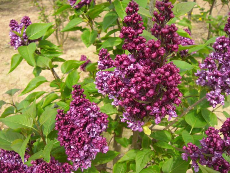 Flieder: Edelflieder Charles Jolly