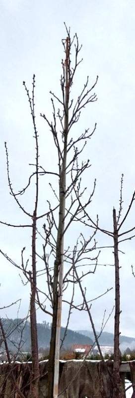 Säulen-Amberbaum - Hochstamm